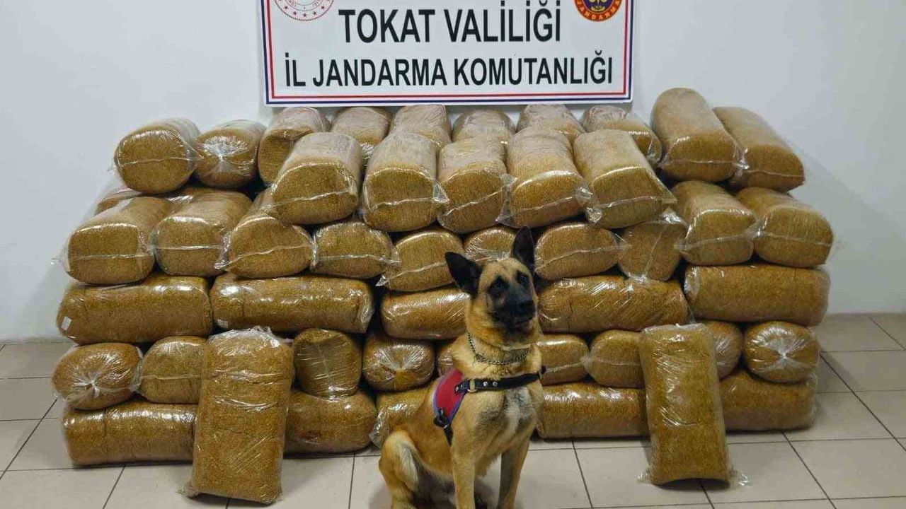 Tokat'ta 485 Kilogram Kaçak Tütün Yakalandı