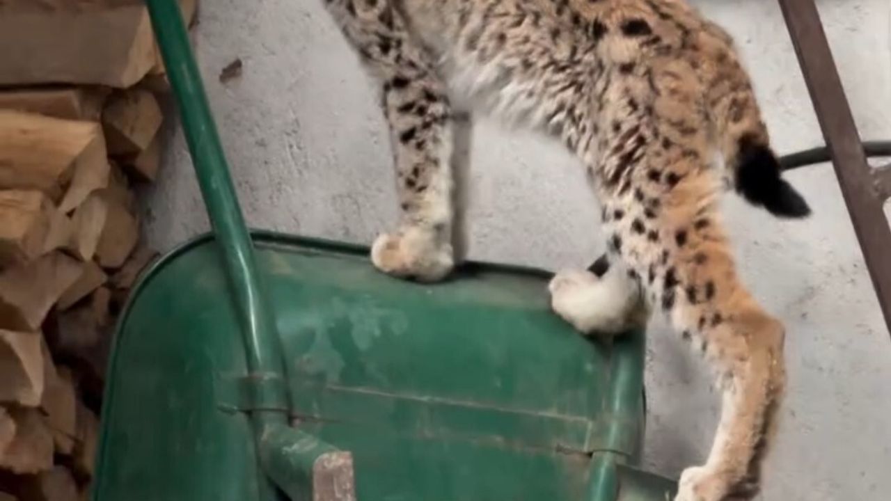 Torul'da Yavru Vaşak Merkezde Görüntülendi