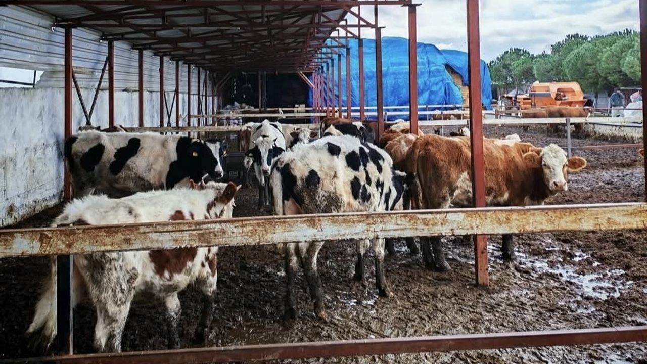 Trakya'da Şap Hastalığına Karşı Aşılama Faaliyeti