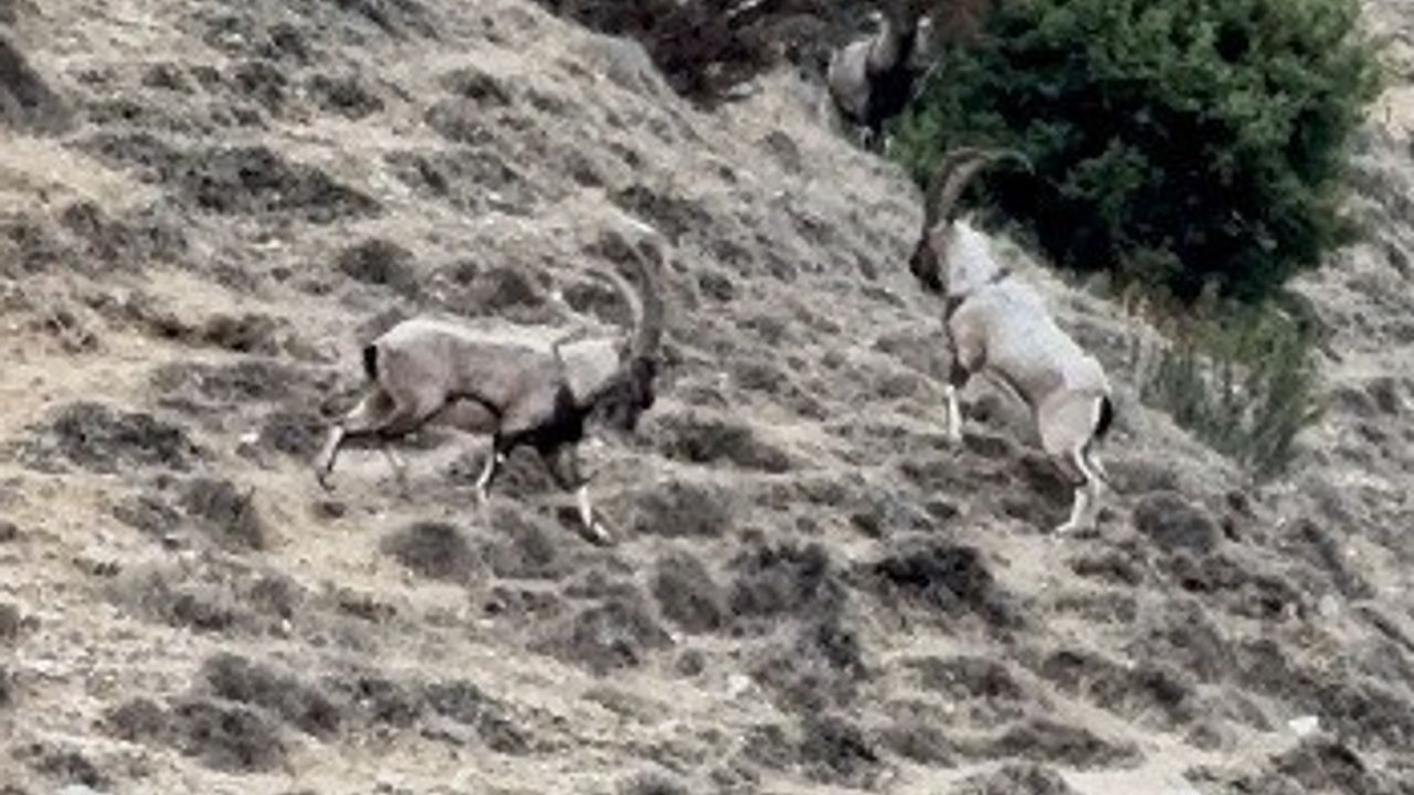 Tunceli'de Tekenin Liderlik Mücadelesi Görüntülendi