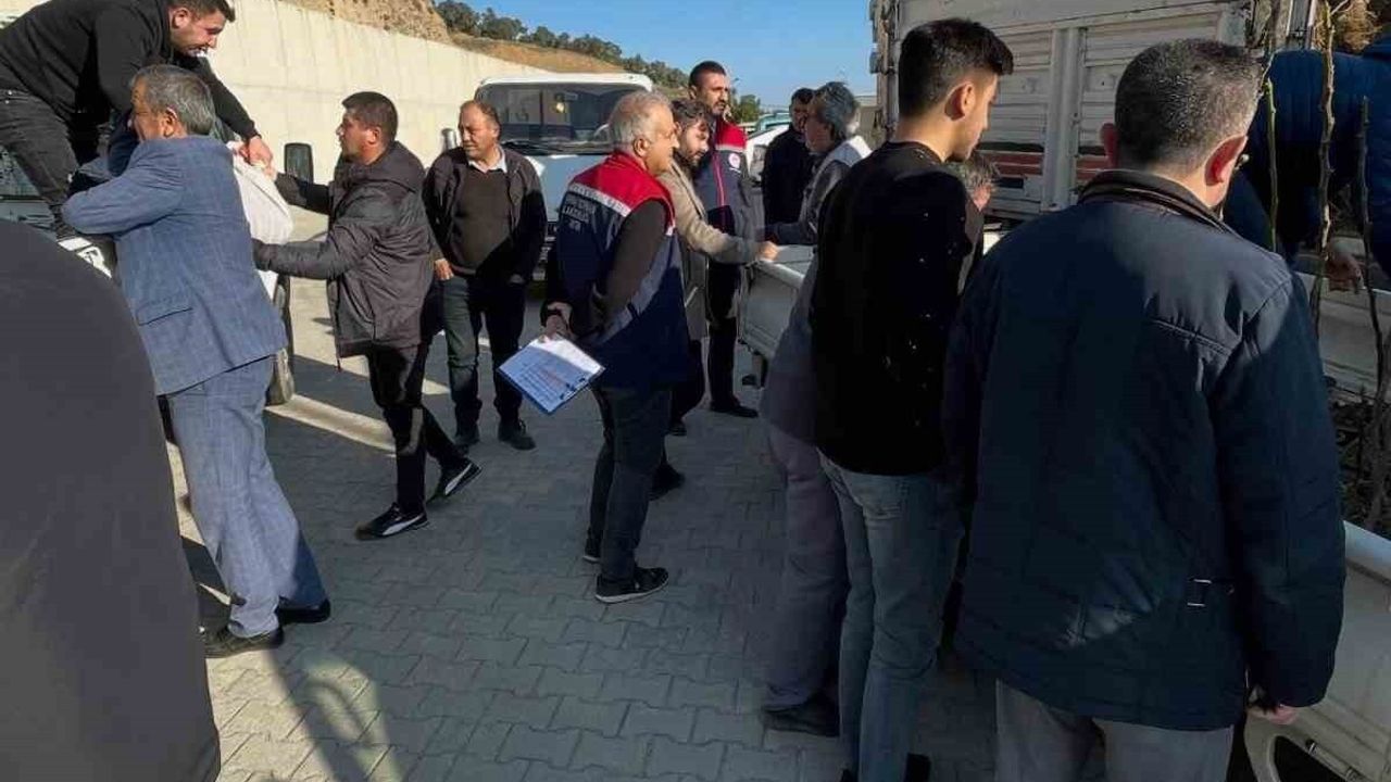 Tüplü İncir Fidanı Desteği ile Köşk Tarımına Can Doruyor