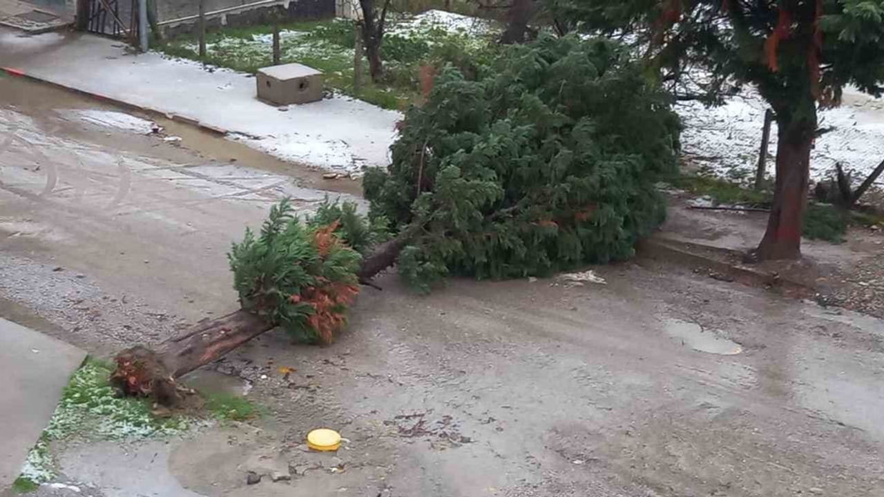 Türkeli'de Fırtına Ağaç Devirip Yolu Kapattı