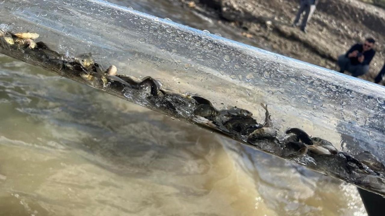 Türkiye'nin Su Kaynaklarına 83 Milyon Balık Takviyesi