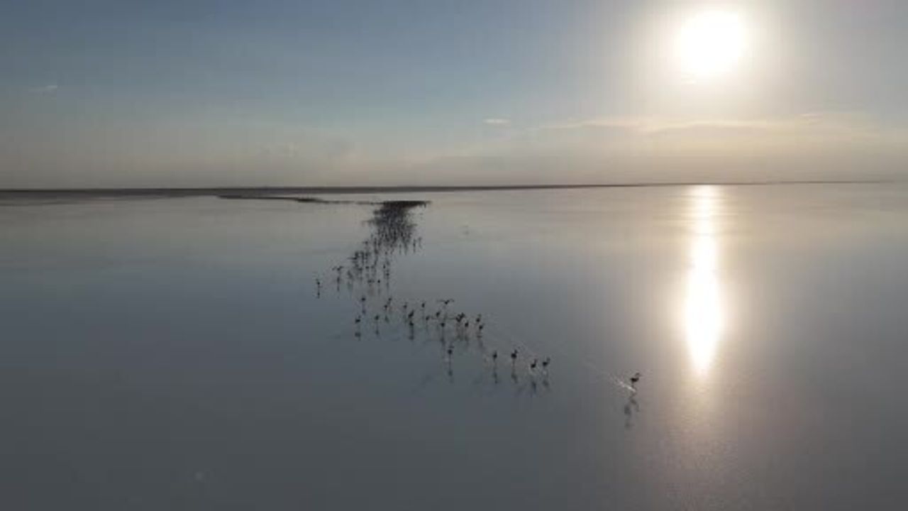 Tuz Gölü'ndeki Kuraklık Flamingoları Etkiliyor