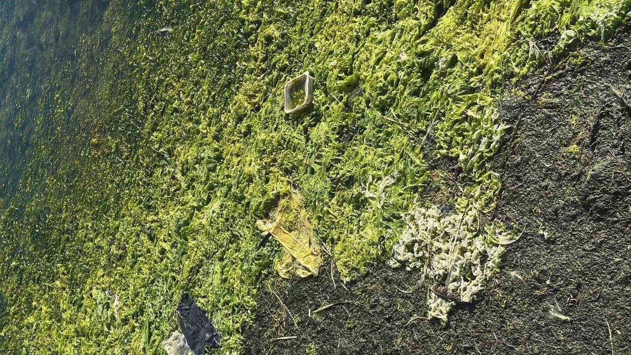 Tuzla Sulak Alanı'nda Flamingo Cenneti