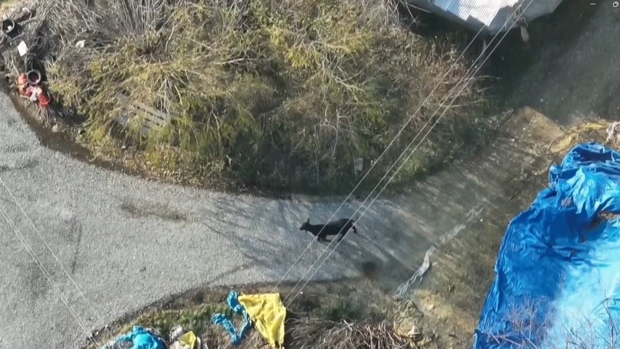 Ünlü YouTuber Mert Yılmaz, Firari Angus'u Drone ile Takip Etti