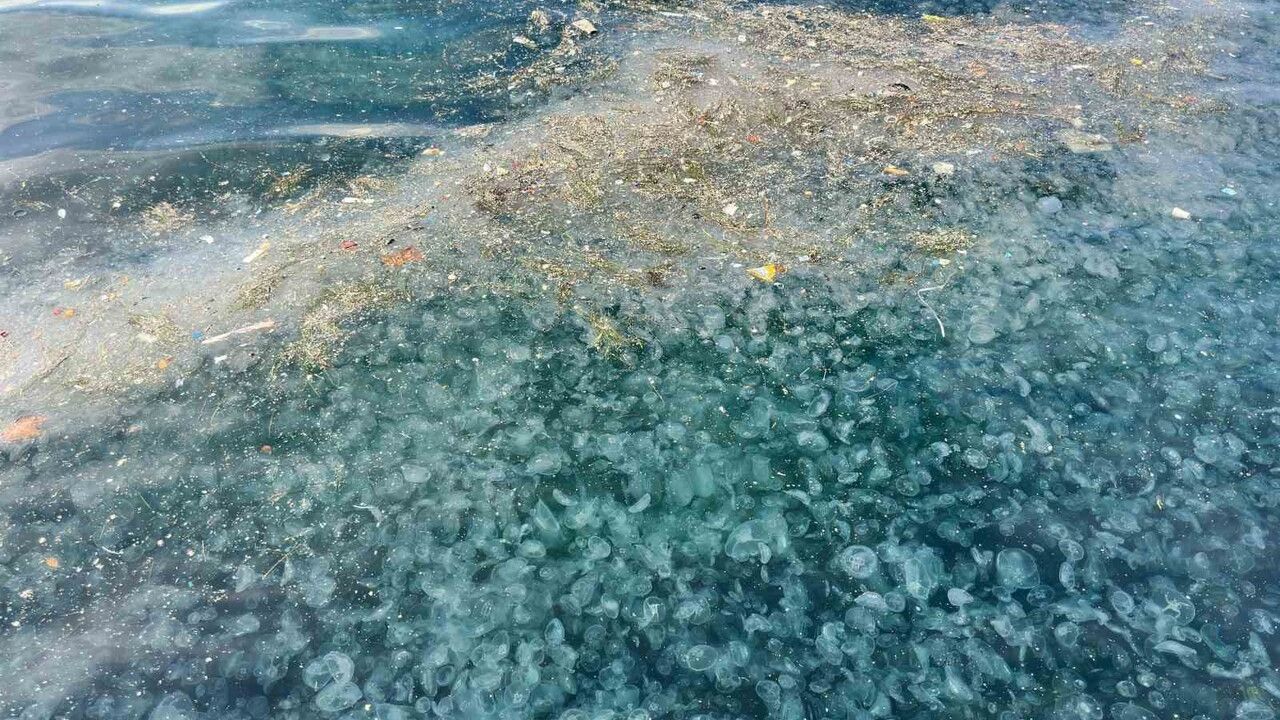 Üsküdar'da Denizanası İstilasına Dikkat Çekiliyor