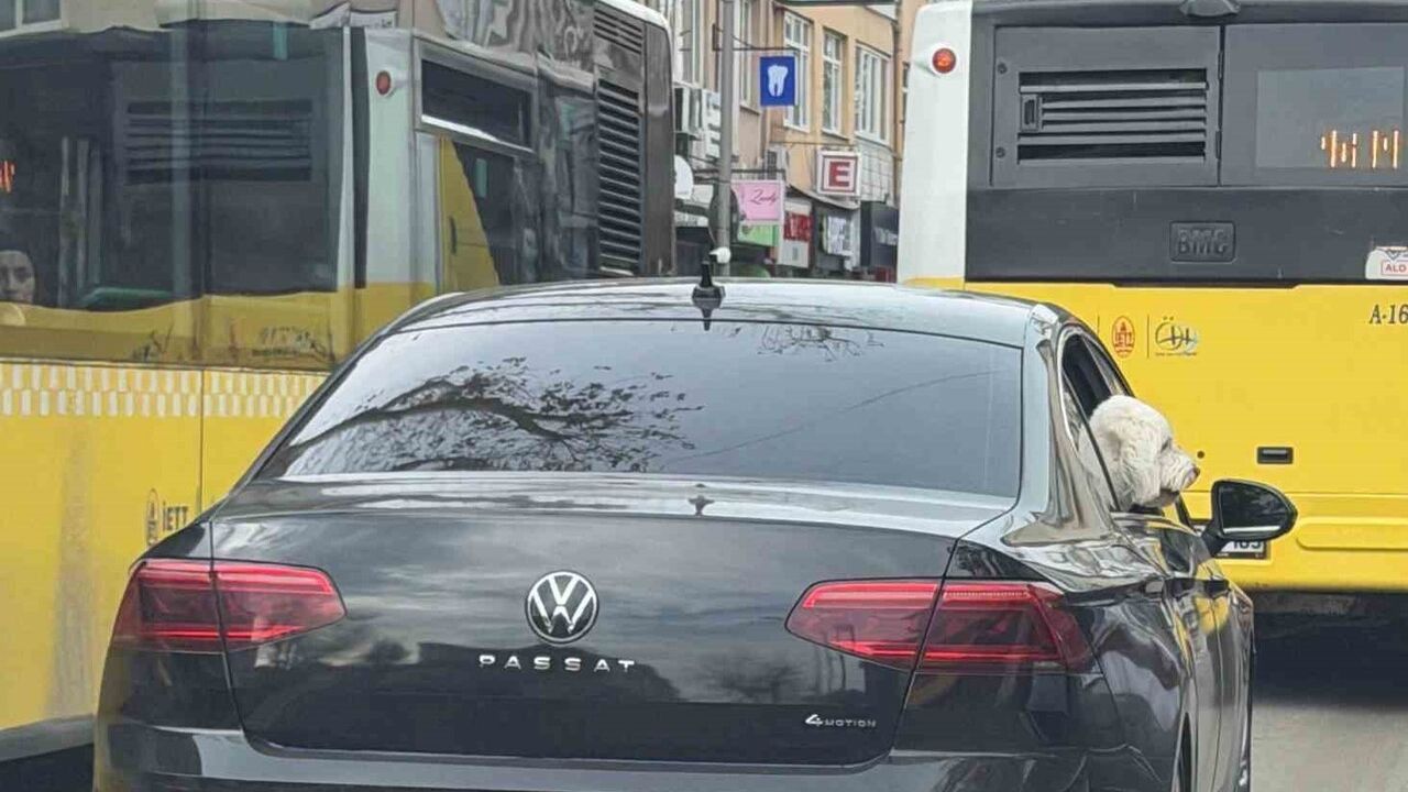 Üsküdar'da Makam Aracının Köpeğe Tahsisi İddiası