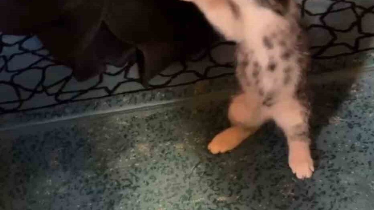 Vaaz Sırasında Camiye Giren Yavru Kedi Neşeye Sebep Oldu