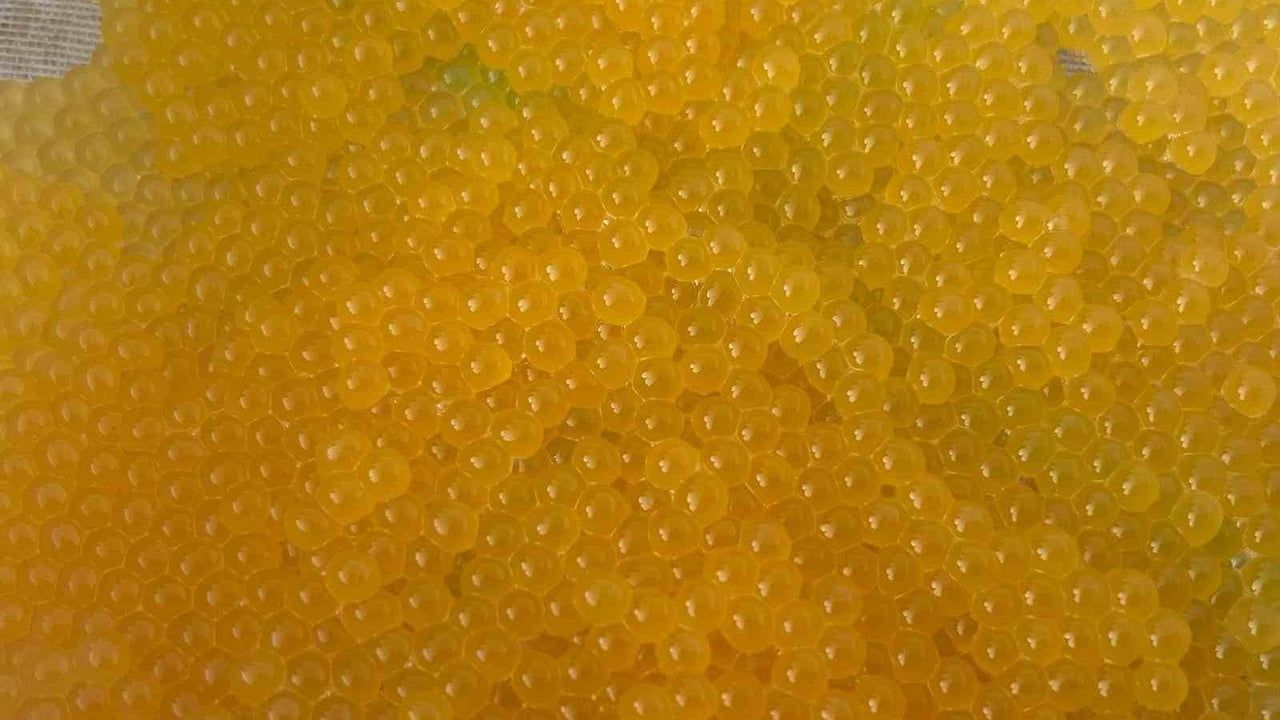 Van'da Alabalık Üretiminde Yeni Dönem Başladı