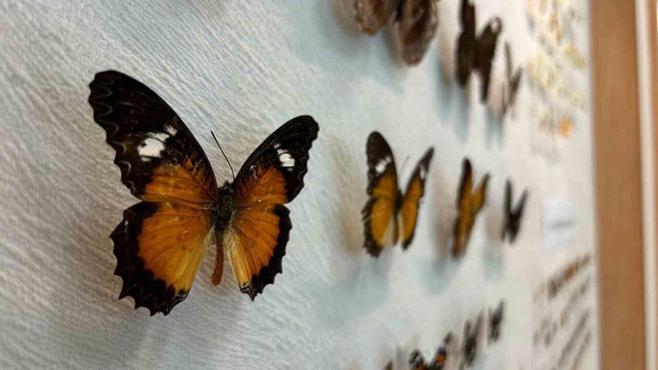 Van'da Kelebek Araştırma Koleksiyonu Genişliyor