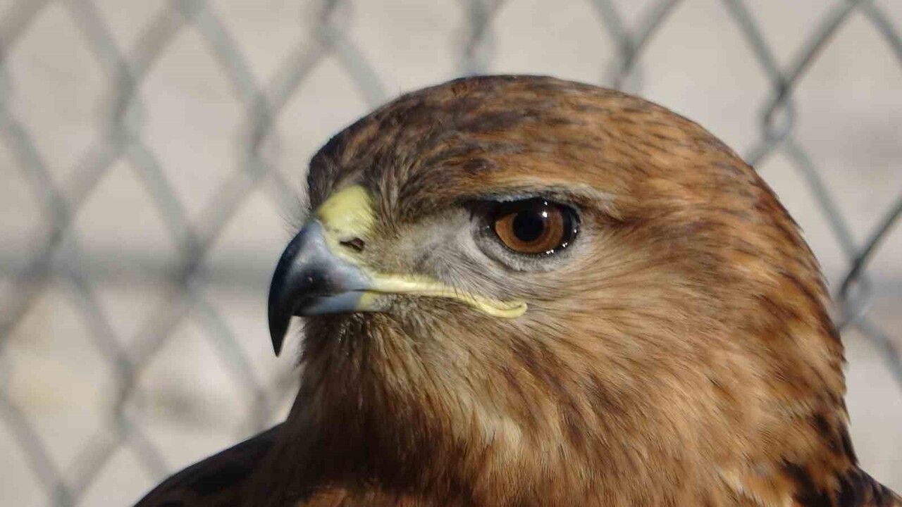 Van'da Yırtıcı Kuşlar Doğaya Salınıyor