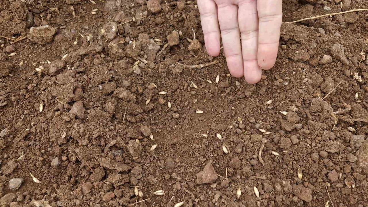 Yaban Domuzları Tarım Alanlarını Tehdit Ediyor