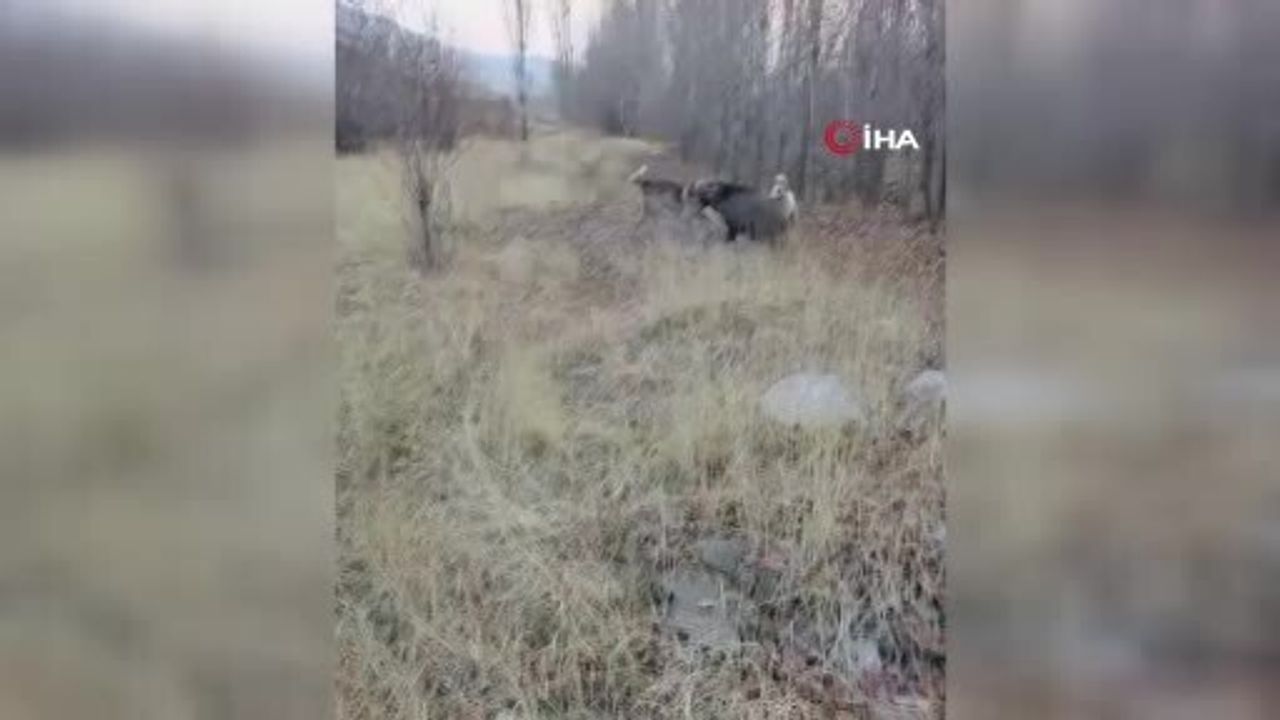 Yaban Domuzu ve Çoban Köpeklerinin Kovalamacası Kameralara Yansıdı