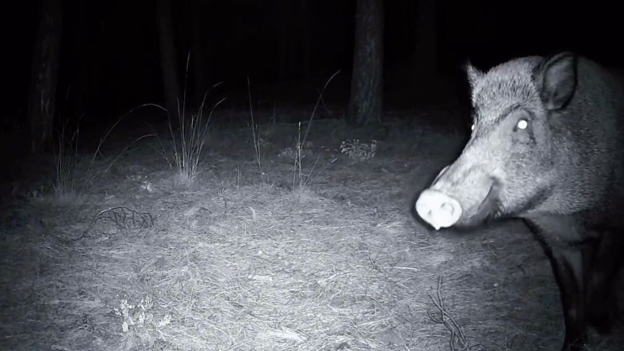 Yaban Domuzunun Fotokapanla Anlaşmazlığı: Tekirdağ'da Savaş Başladı