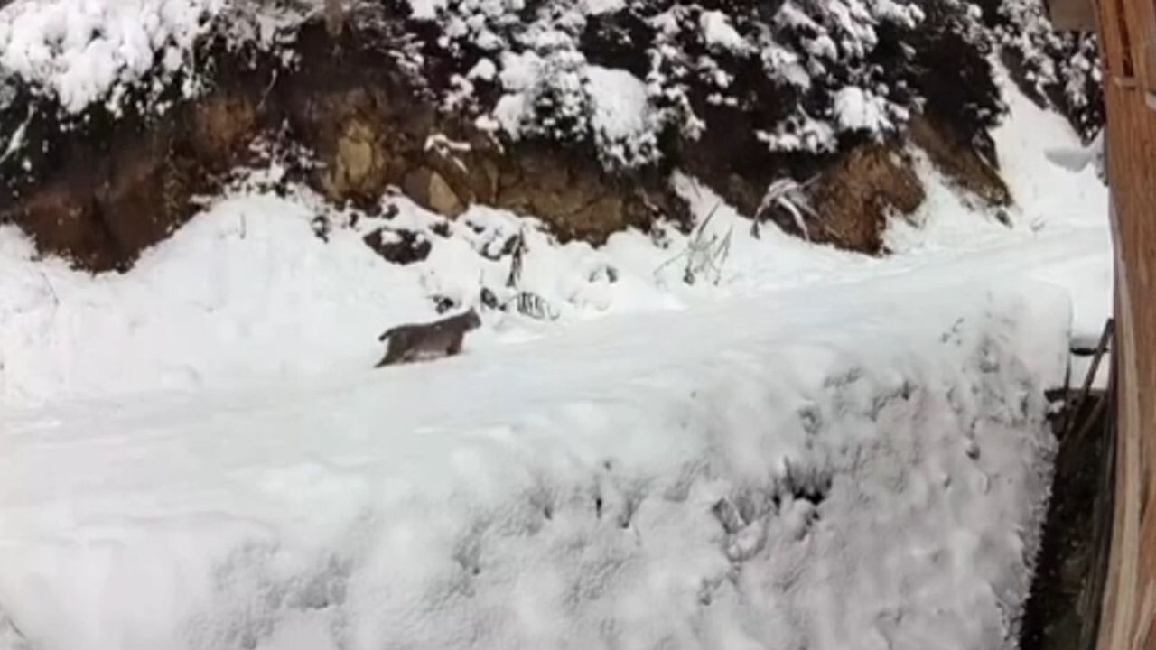 Yaban Hayvanlarıyla Mücadelede Yenilikçi Çözüm