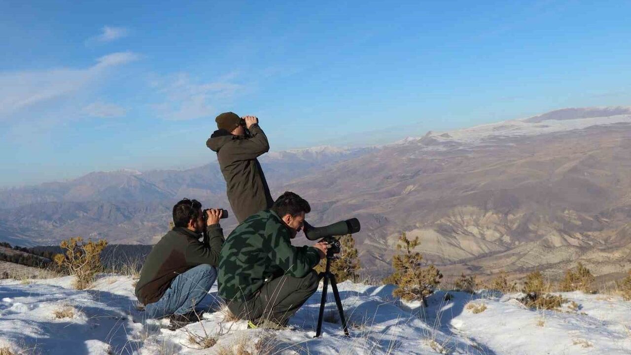 Yaban Keçileri Sayılıyor: Erzurum'daki Çalışmalar