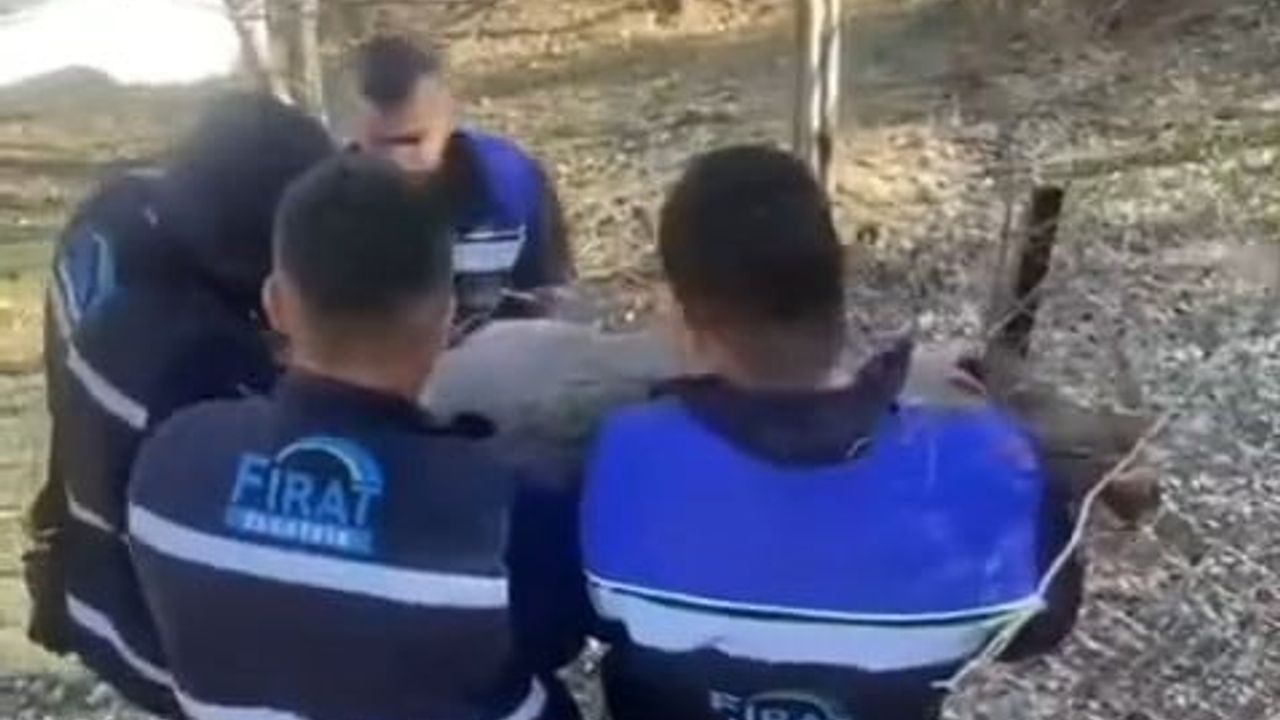 Yaban Keçisi Fırat EDAŞ Ekipleri Tarafından Kurtarıldı