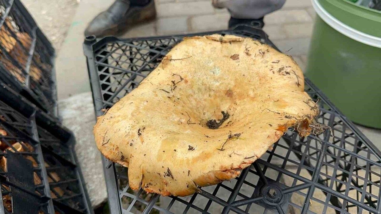 Yağmurlar Mantar Fiyatlarını Uçurdu: Kanlıca Mantarında Büyük Düşüş