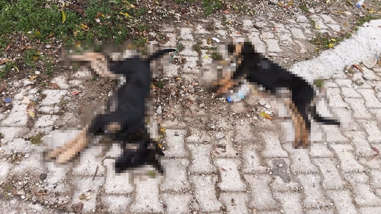 Yalvaç'ta Köpek Ölümleri ve Muhtarın Tepkisi