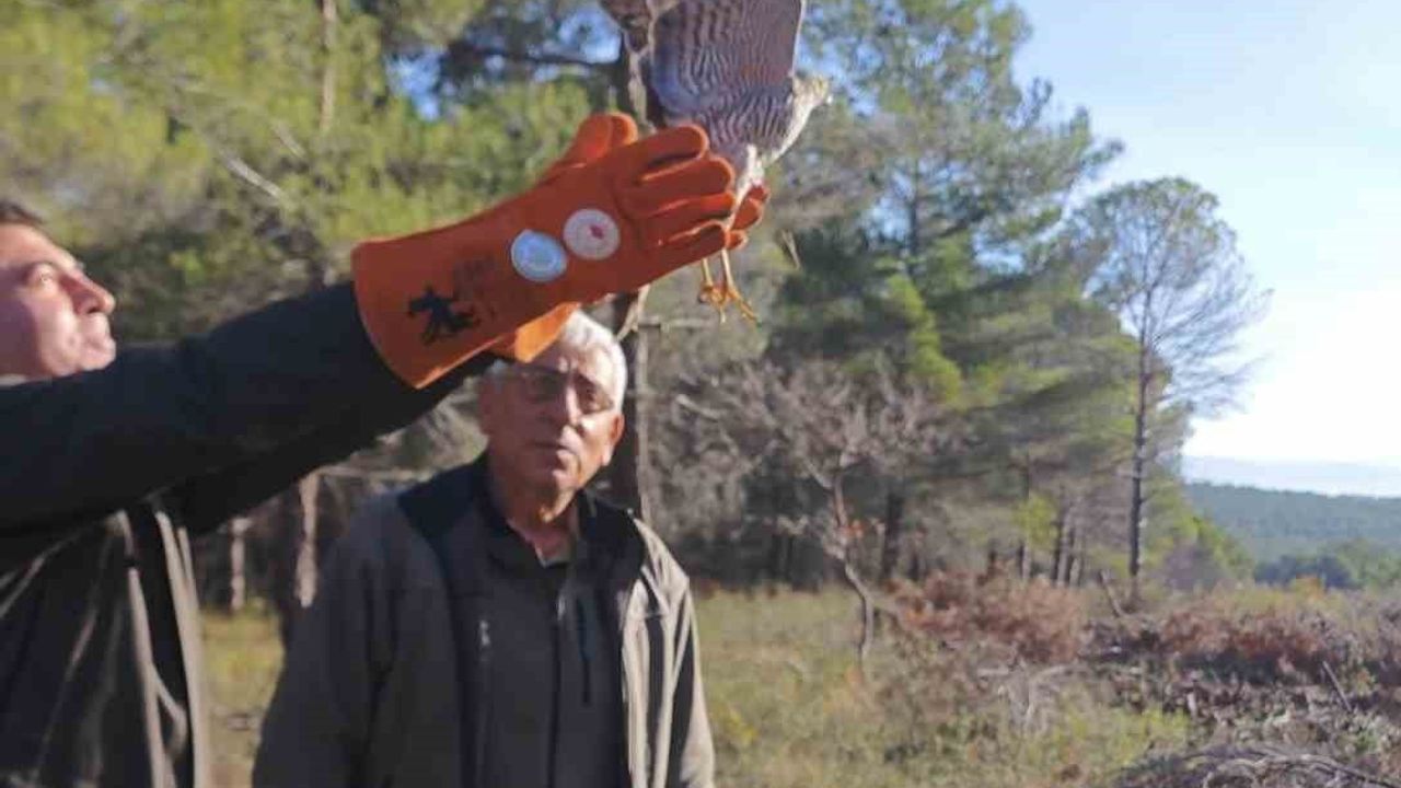 Yaralı Atmaca Tedavi Edilerek Doğaya Salındı