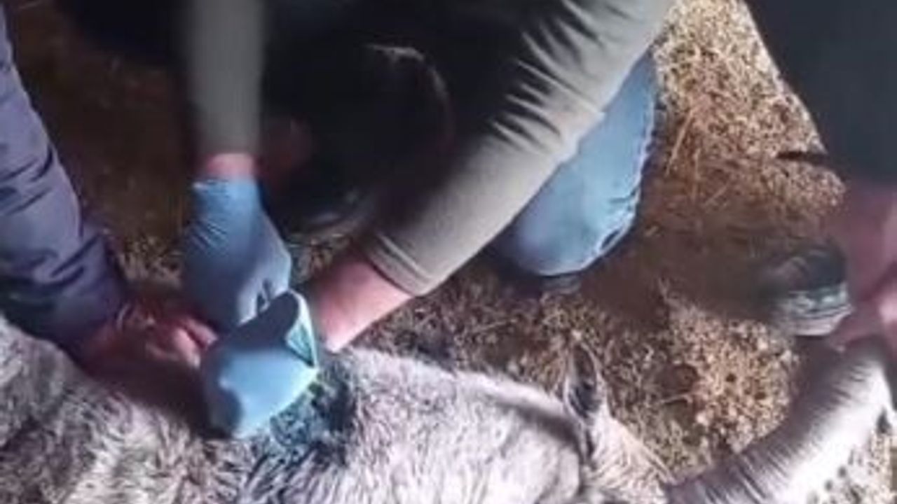 Yaralı Dağ Keçisi Tedavi Edilip Doğaya Salındı