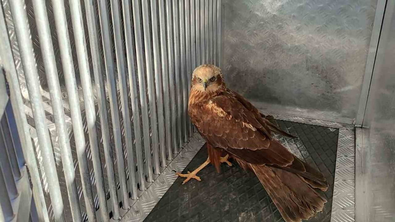 Yaralı Kızıl Şahin Karaman'da Kurtarıldı