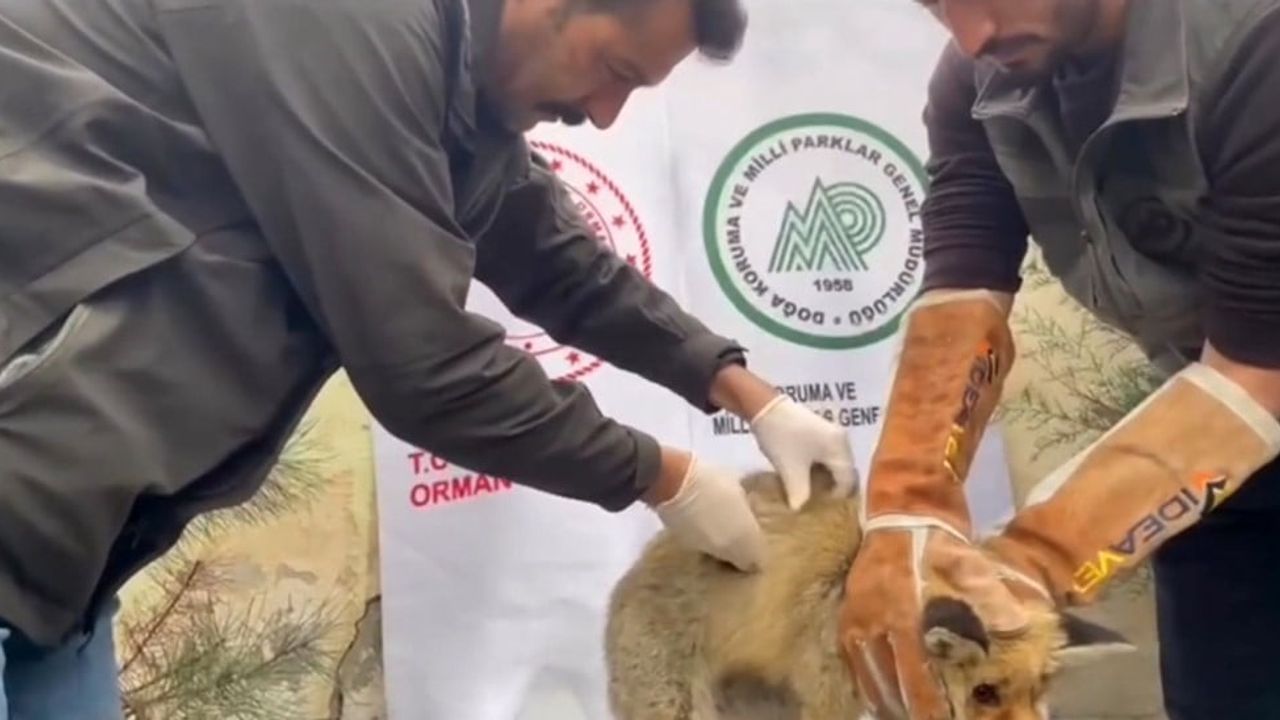 Yaralı Kızıl Tilki Tedavi Edilerek Doğaya Salındı