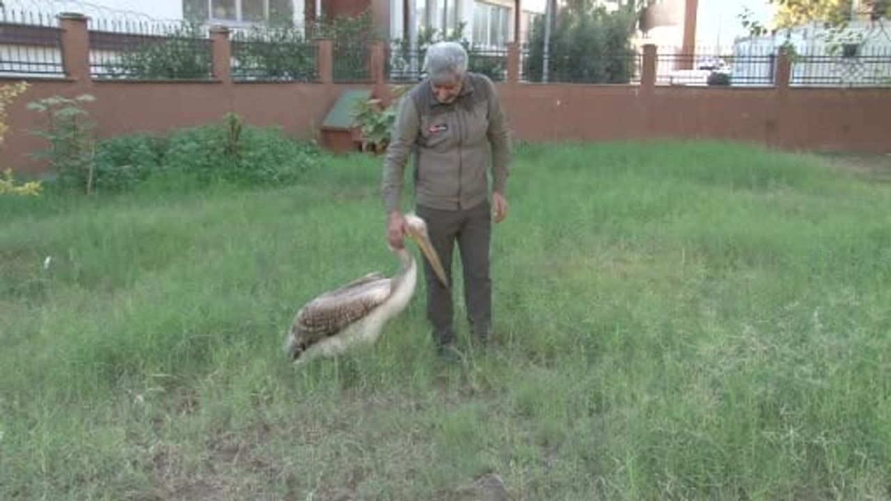 Yaralı Pelikan ve Doktoru Arasındaki Dokunaklı Bağ