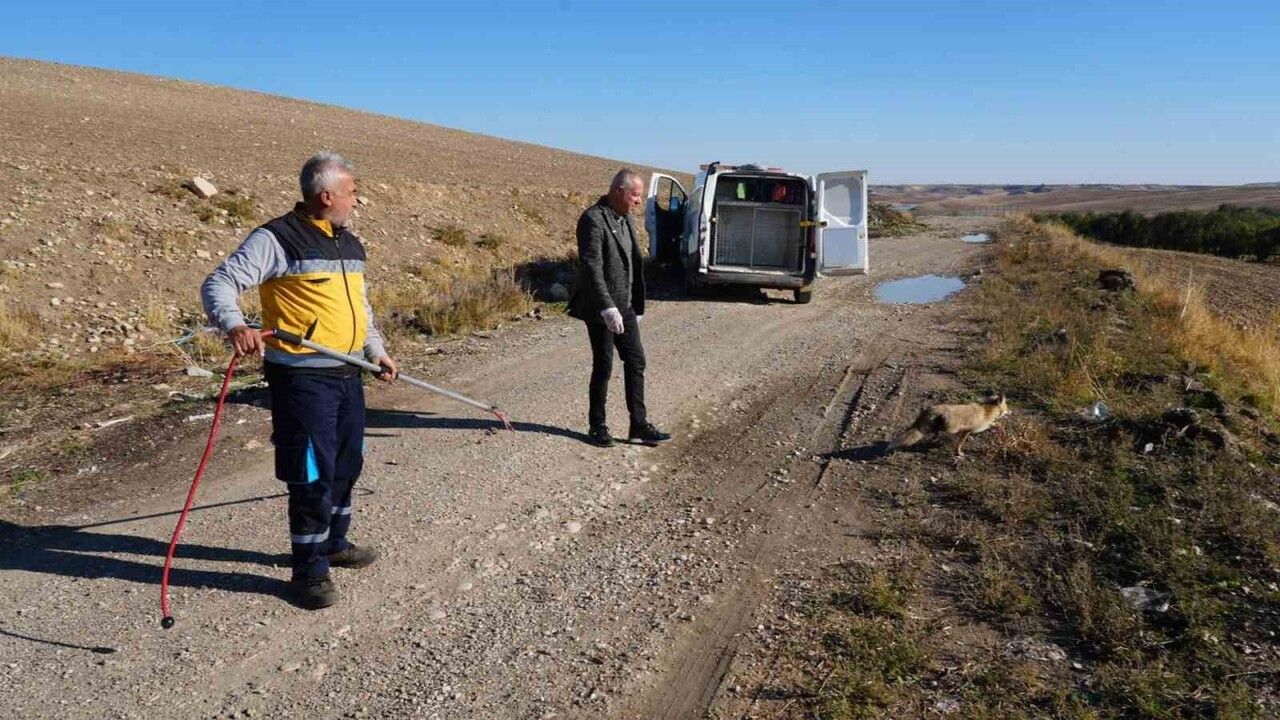 Yaralı Tilki Doğaya Kavuştu