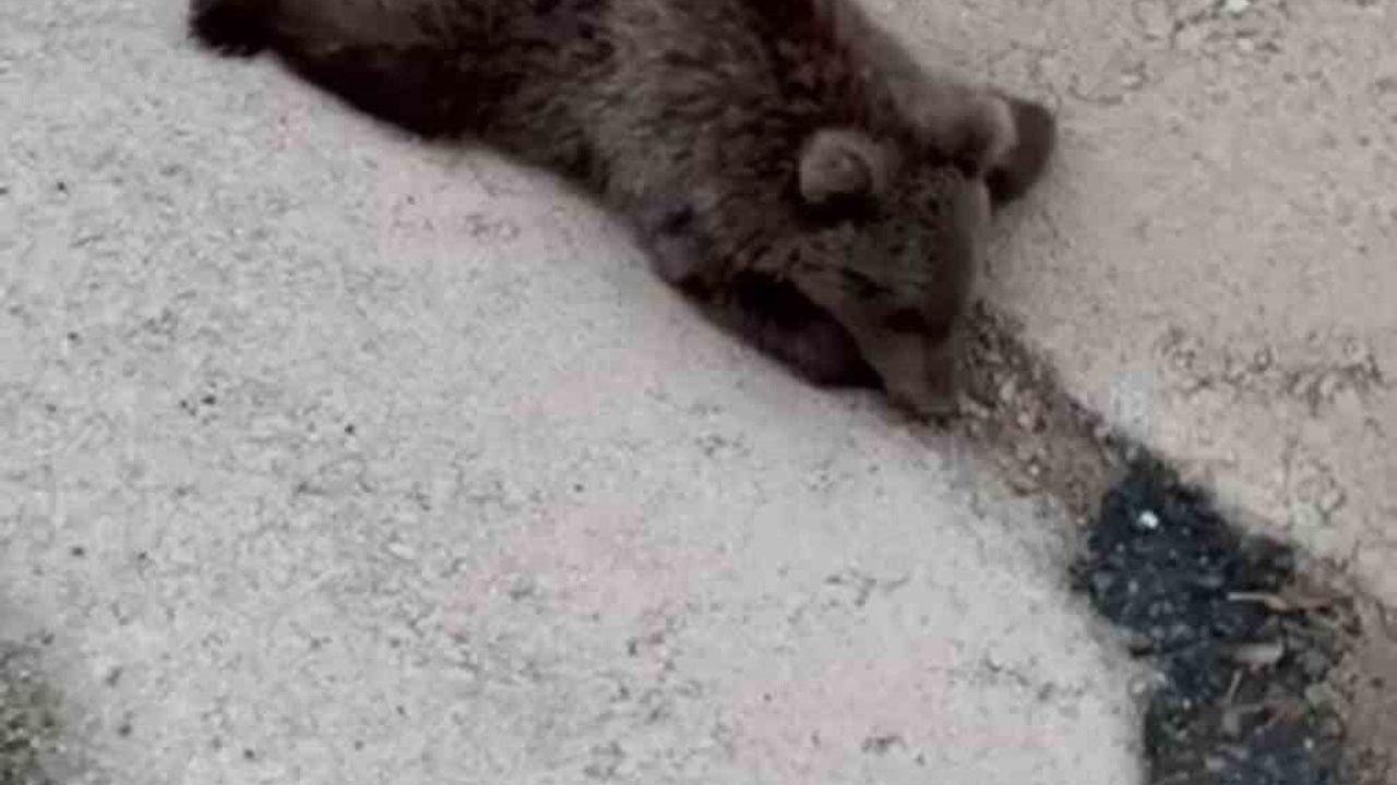 Yaralı Yavru Ayı Kurtarıldı