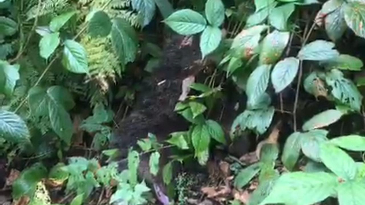 Yavru Ayı Kurtarıldı: İtfaiye Ekipleri Başarıyla Müdahale Etti