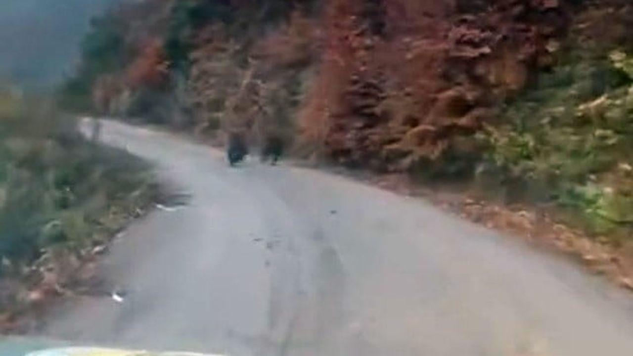 Yavru Ayılar Kış Uykusuna Girmedi