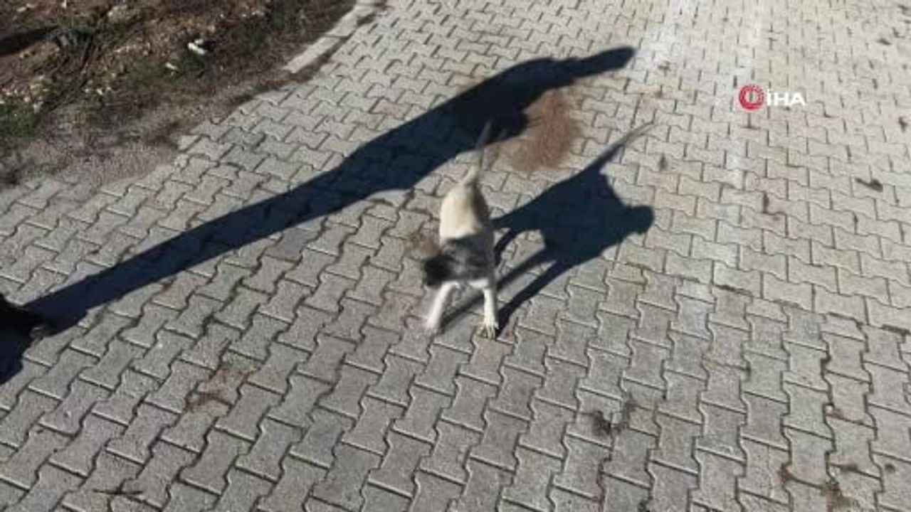 Yavru Kangalın Dronla Keyifli İmtihanı