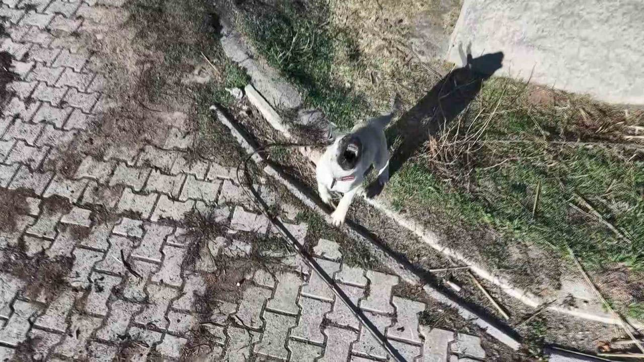 Yavru Kangalın Dronla Sınavı: İlginç Anlar