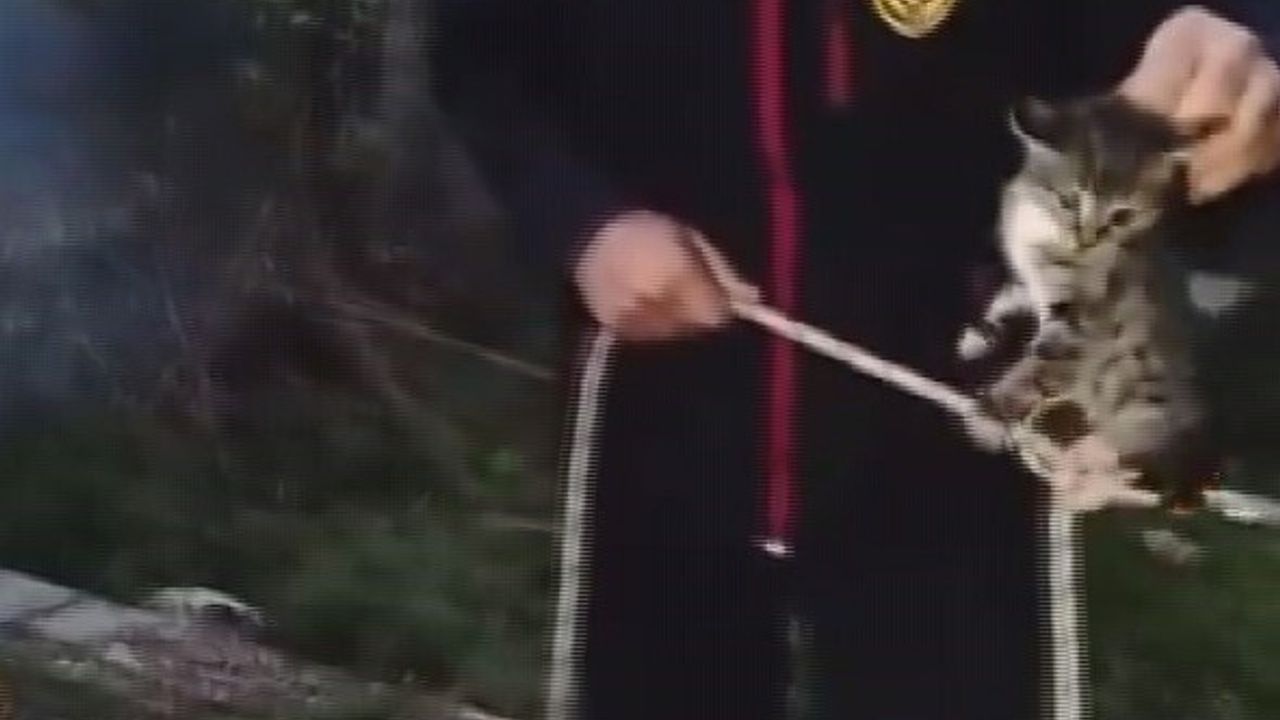 Yavru Kedi Su Kuyusundan Kurtarıldı