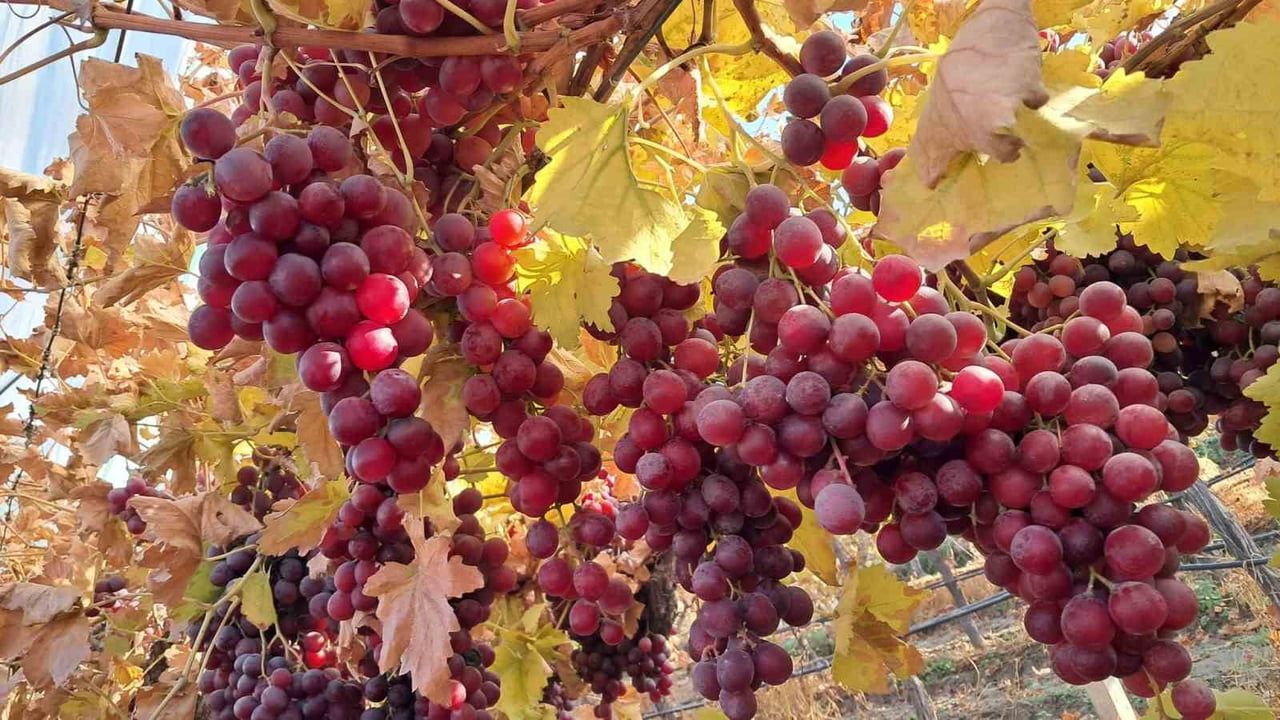 Yeni Yıl Sofralarının Tazeliği: Sultaniye ve Red Globe Üzümleri