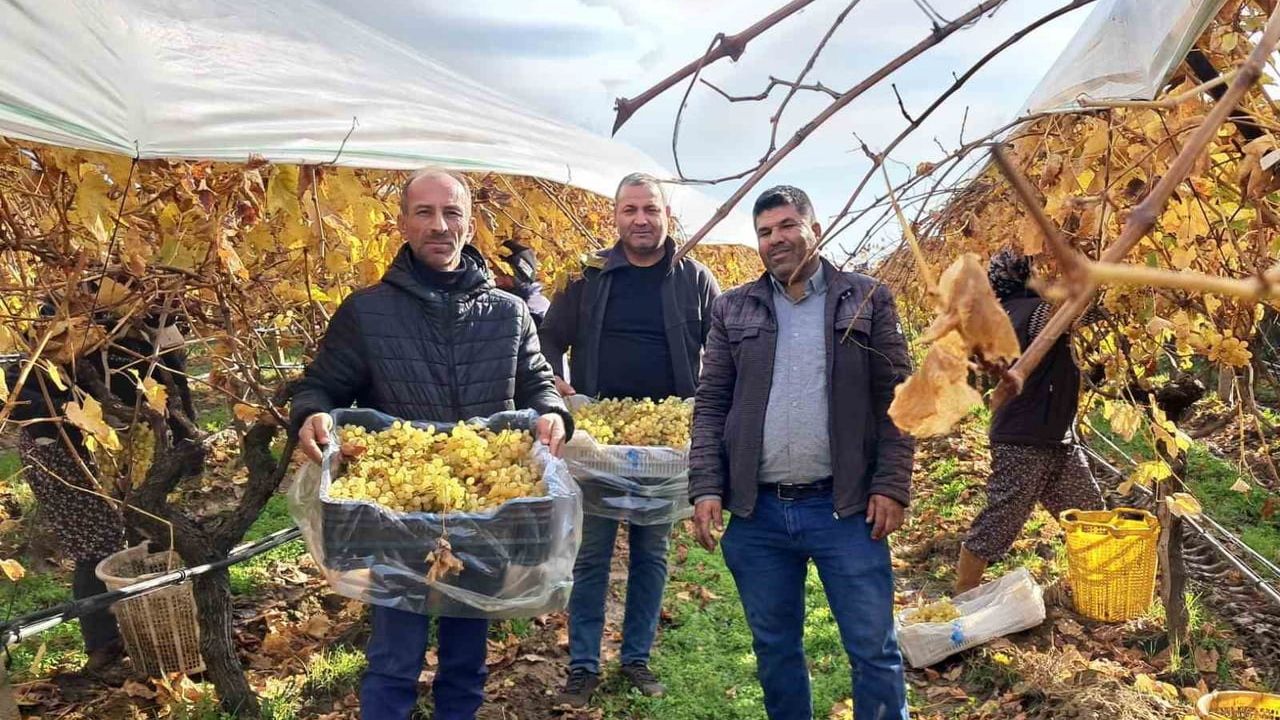Yeni Yıl Sofralarının Vazgeçilmezi: Sarıgöl Üzümleri