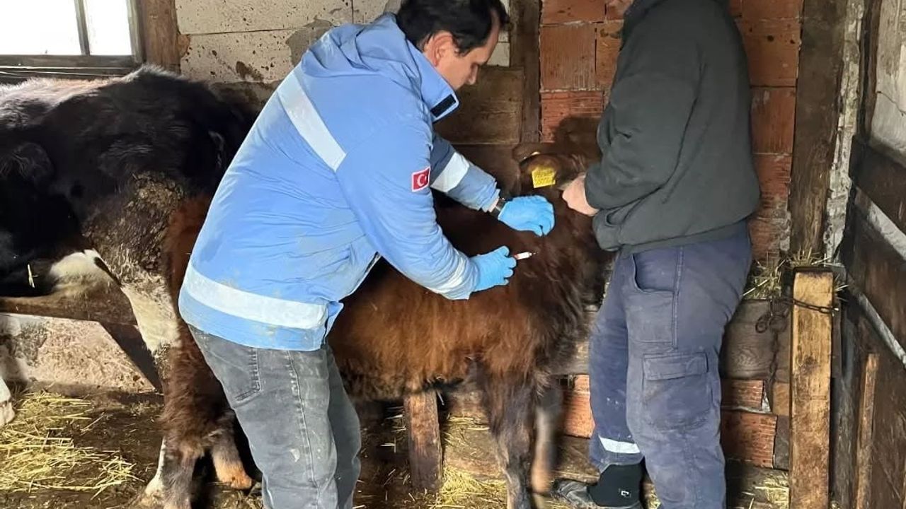 Yığılca'da Hayvan Sağlığı İçin Çalışmalar Devam Ediyor