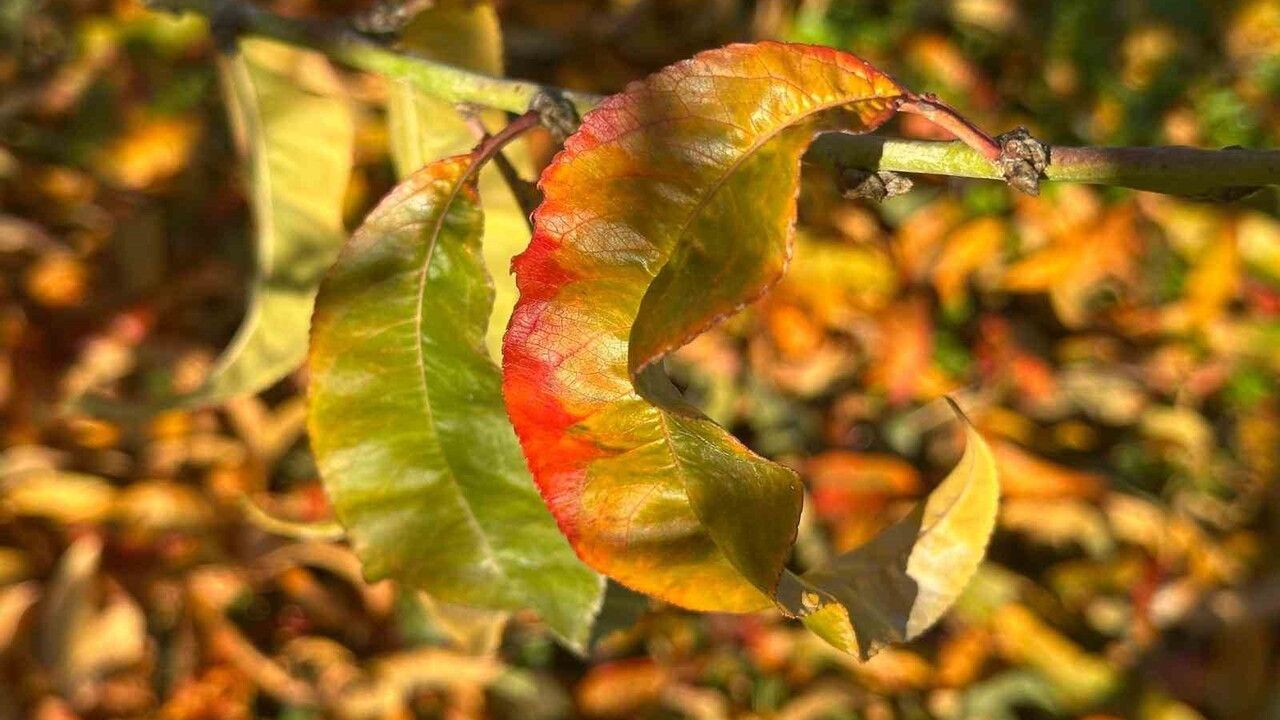 Yorgun Meyve Ağaçları Sonbahar Renklerine Büründü