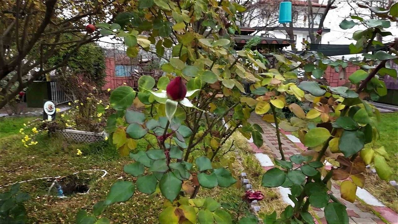 Yozgat’ta Aralık Ayında Yalancı Bahar