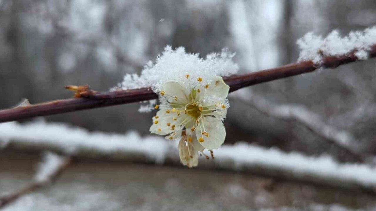 Yozgat'ta Beklenmeyen Kar Erikleri Çiçek Açtırdı