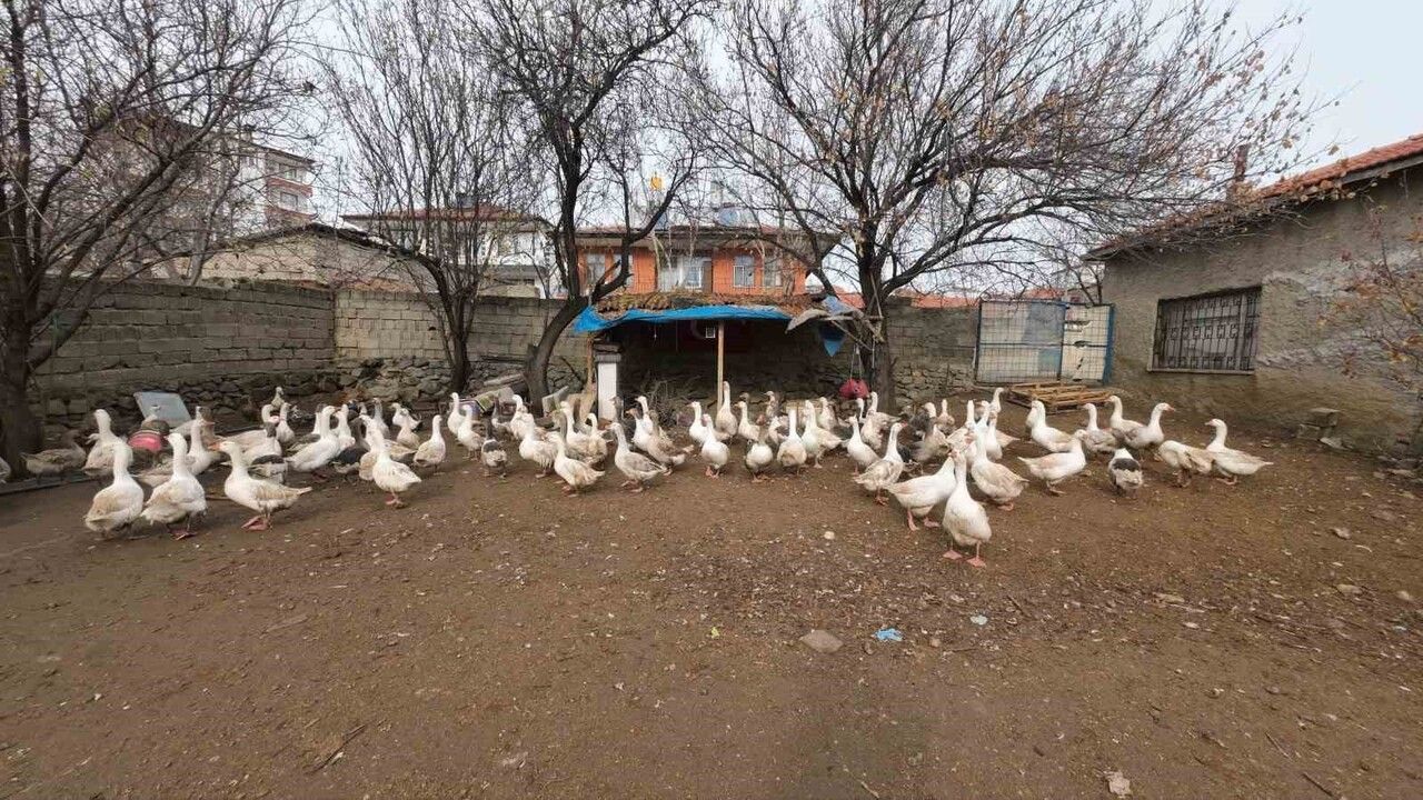 Yozgat'ta Kanatlı Hayvan Yetiştiriciliği: Hasan Şahan’ın Başarı Hikayesi