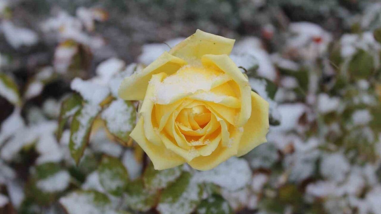 Yozgat'ta Kar Yağışı Çiçekleri Kapladı