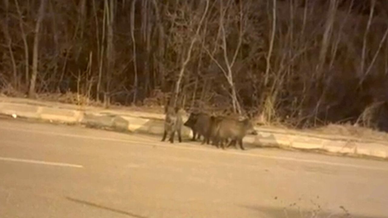 Yüksekova'da Domuz Sürüleri Kent Merkezine Yaklaştı