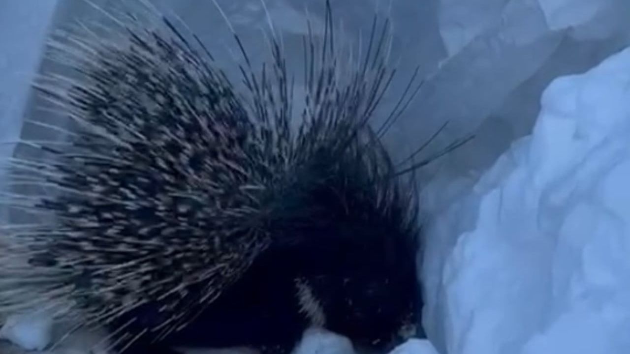 Yüksekova'da Nadir Görülen Hint Oklu Kirpi Tespit Edildi