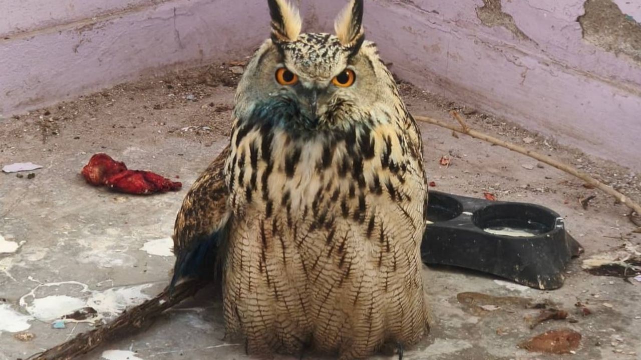 Yüksekova'da Yaralı Boynuzlu Baykuş Kurtarıldı