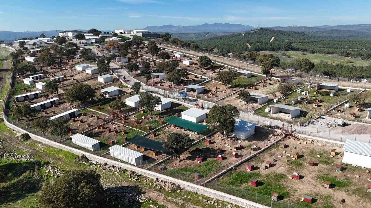 Yunusemre'de Sokağa Atılan İki Köpek İçin 172 Bin TL Ceza