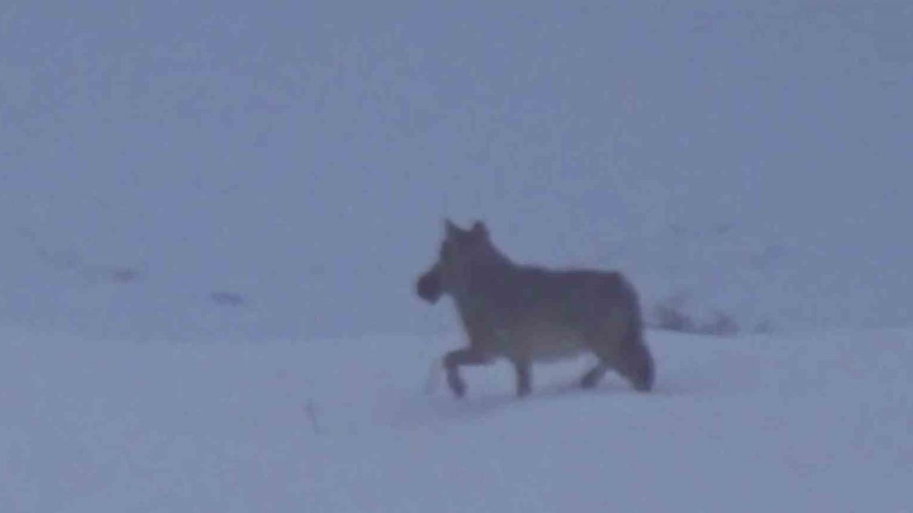 Zara Doğasında Kurtla Karşılaşma Anı