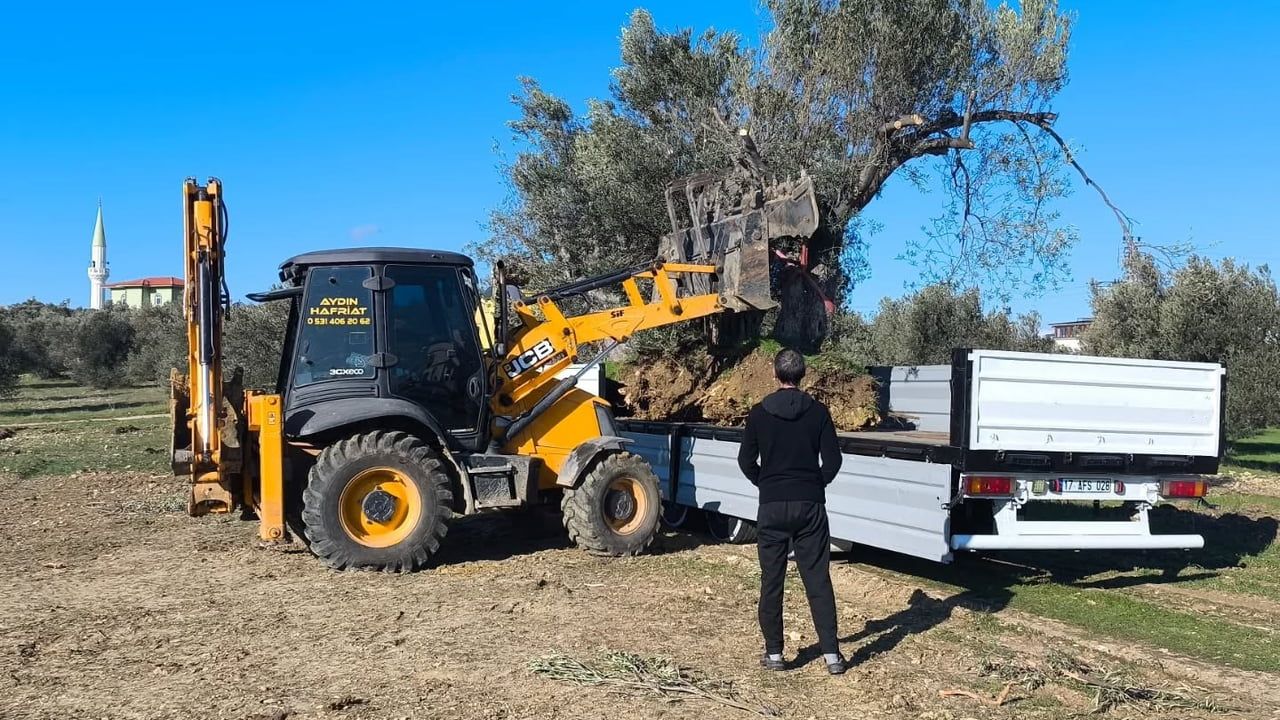 Zeytin Ağaçları Taşınırken Dikkat: İzinsiz İşlemlere Ceza
